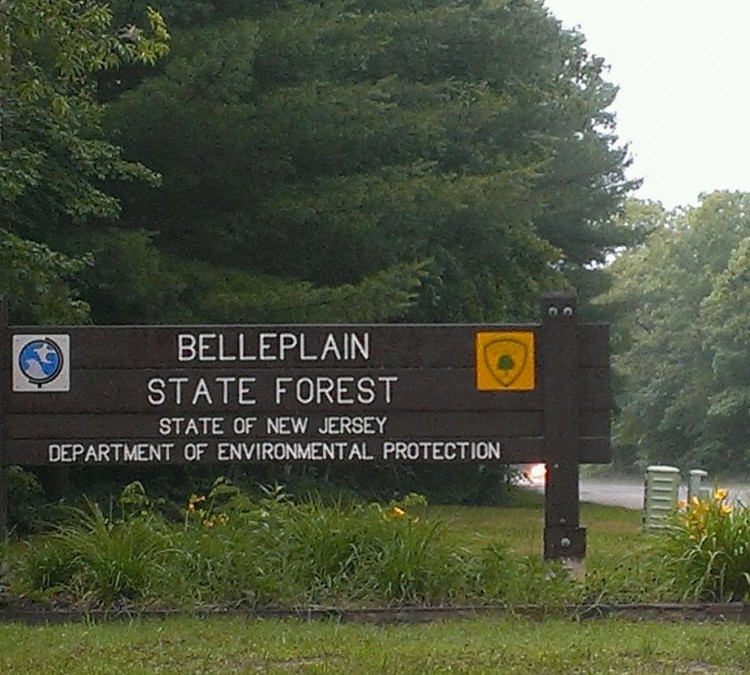 belleplain-state-forest-photo